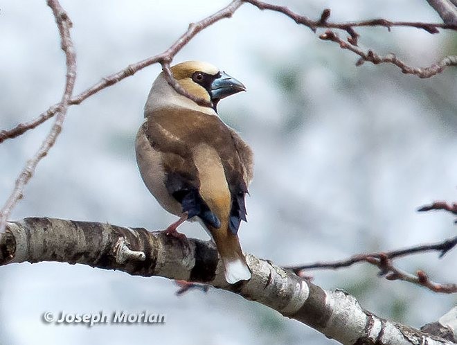 Hawfinch - ML377937241