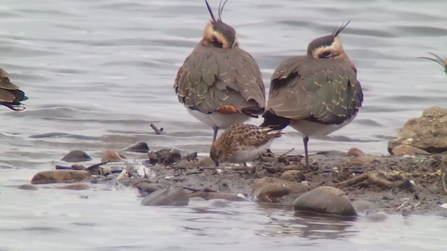 Langzehen-Strandläufer - ML377937301