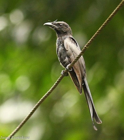 Andaman Drongo - ML377937771