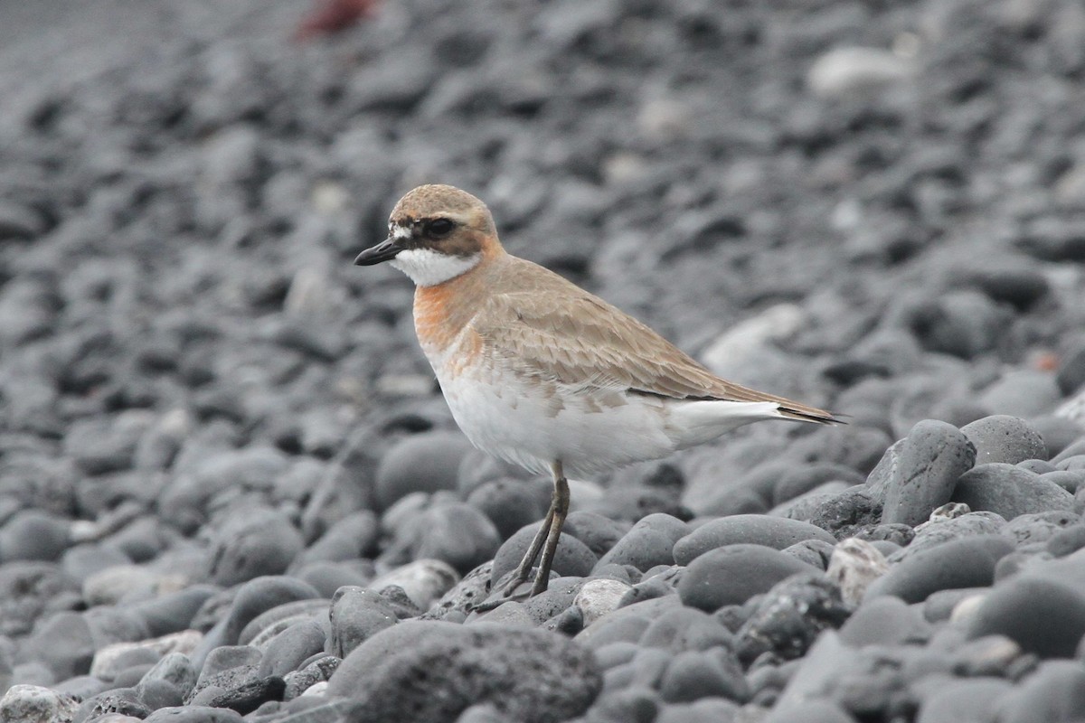 Siberian Sand-Plover - ML377938621