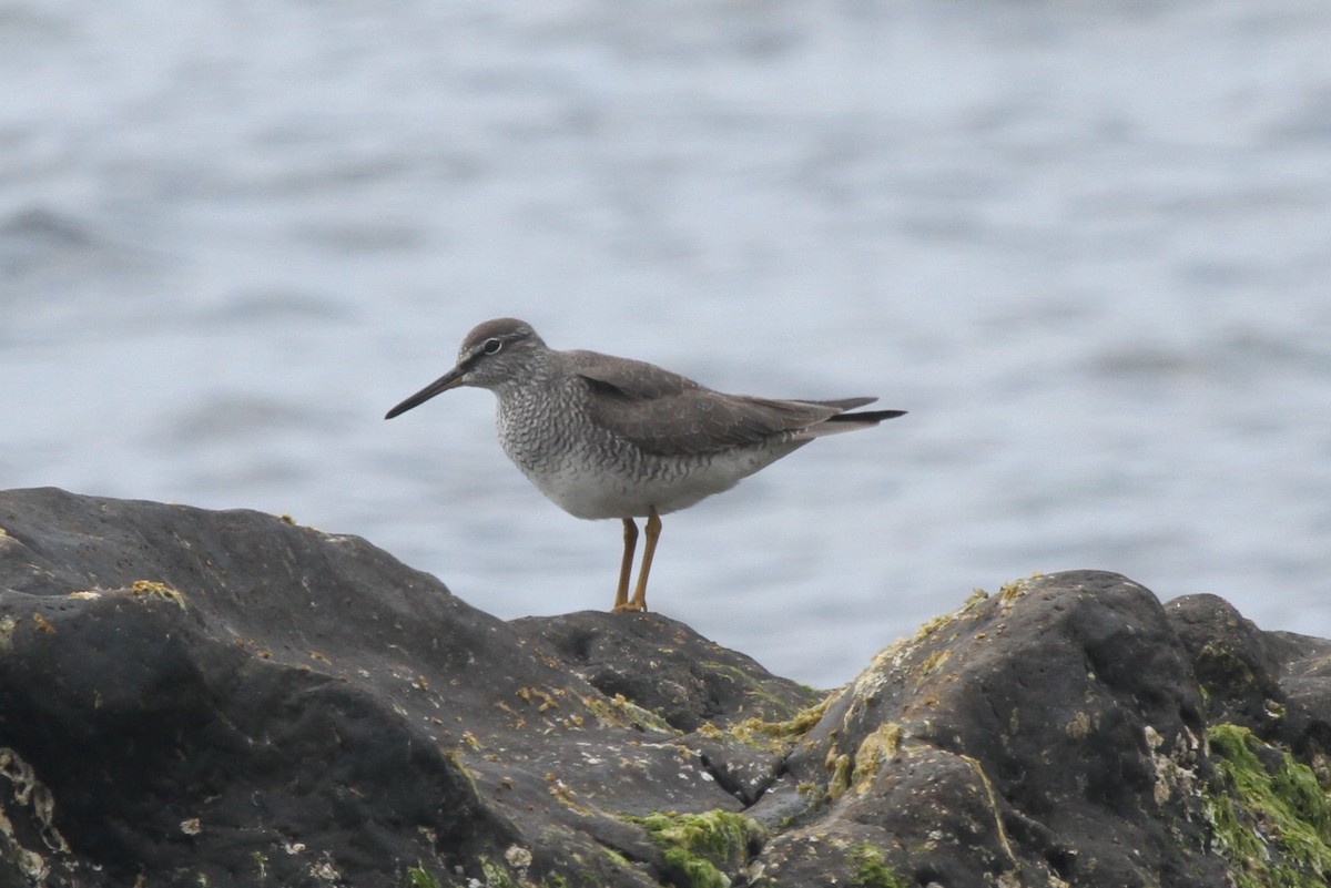 Gray-tailed Tattler - ML377938701