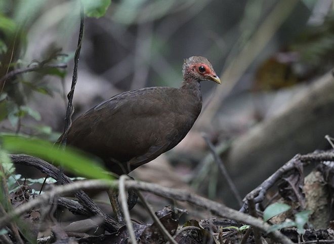 Nikobaren-Großfußhuhn - ML377938821