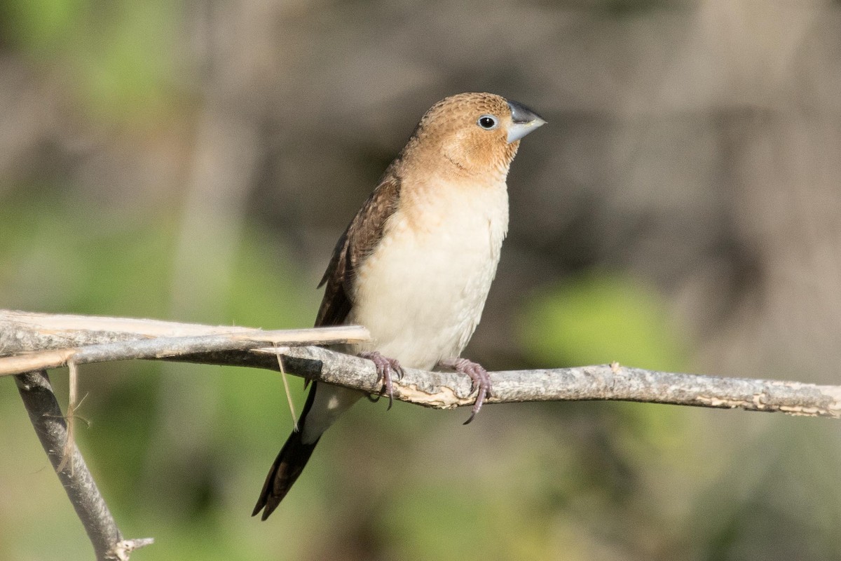 African Silverbill - ML37793941