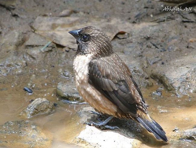 Black-throated Munia - ML377939981