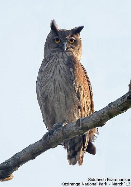 Dusky Eagle-Owl - Siddhesh Bramhankar