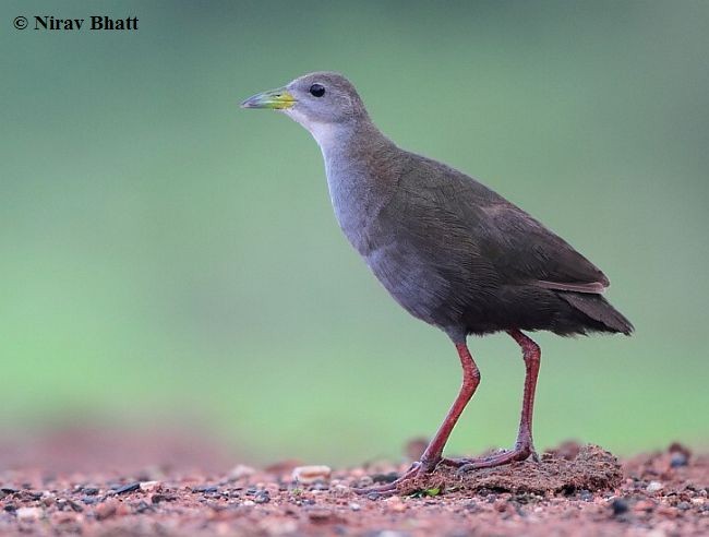 Brown Crake - ML377940901