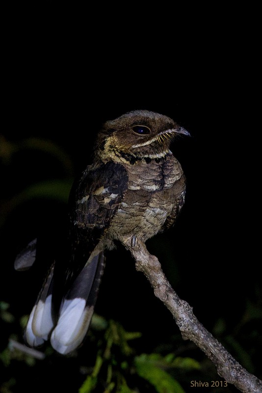 Jerdon's Nightjar - Shivashankar Manjunatha