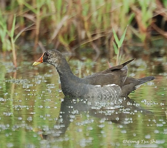 Eurasian Moorhen - ML377941121