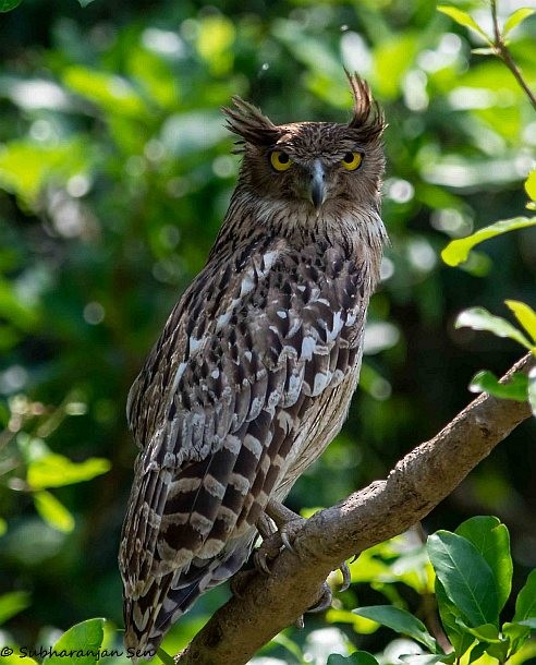 Brown Fish-Owl (Eastern) - Subharanjan Sen