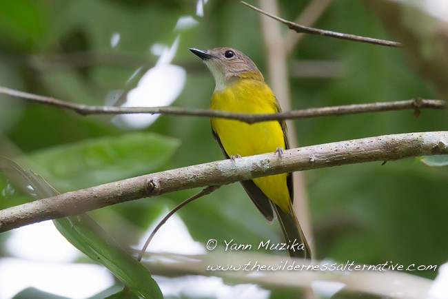 Yellow-bellied Whistler - Yann Muzika