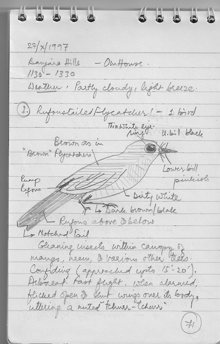 Rusty-tailed Flycatcher - ML37794201