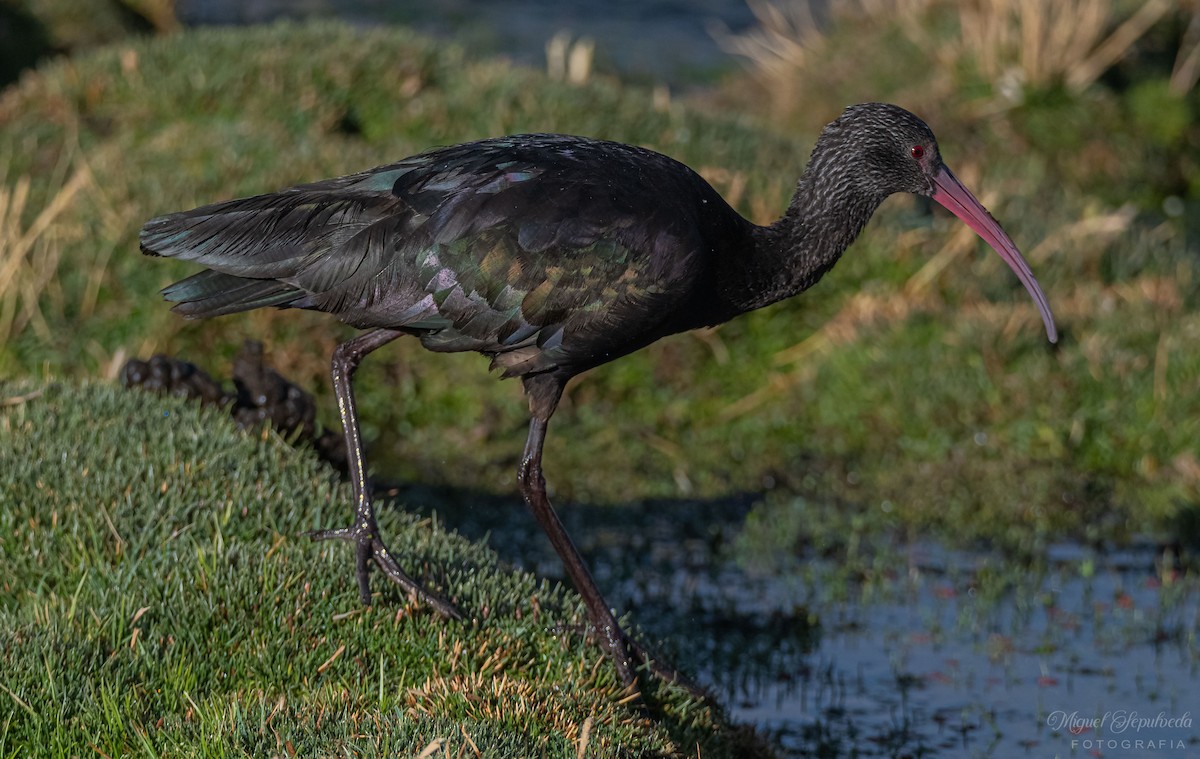Puna Ibis - miguel sepulveda