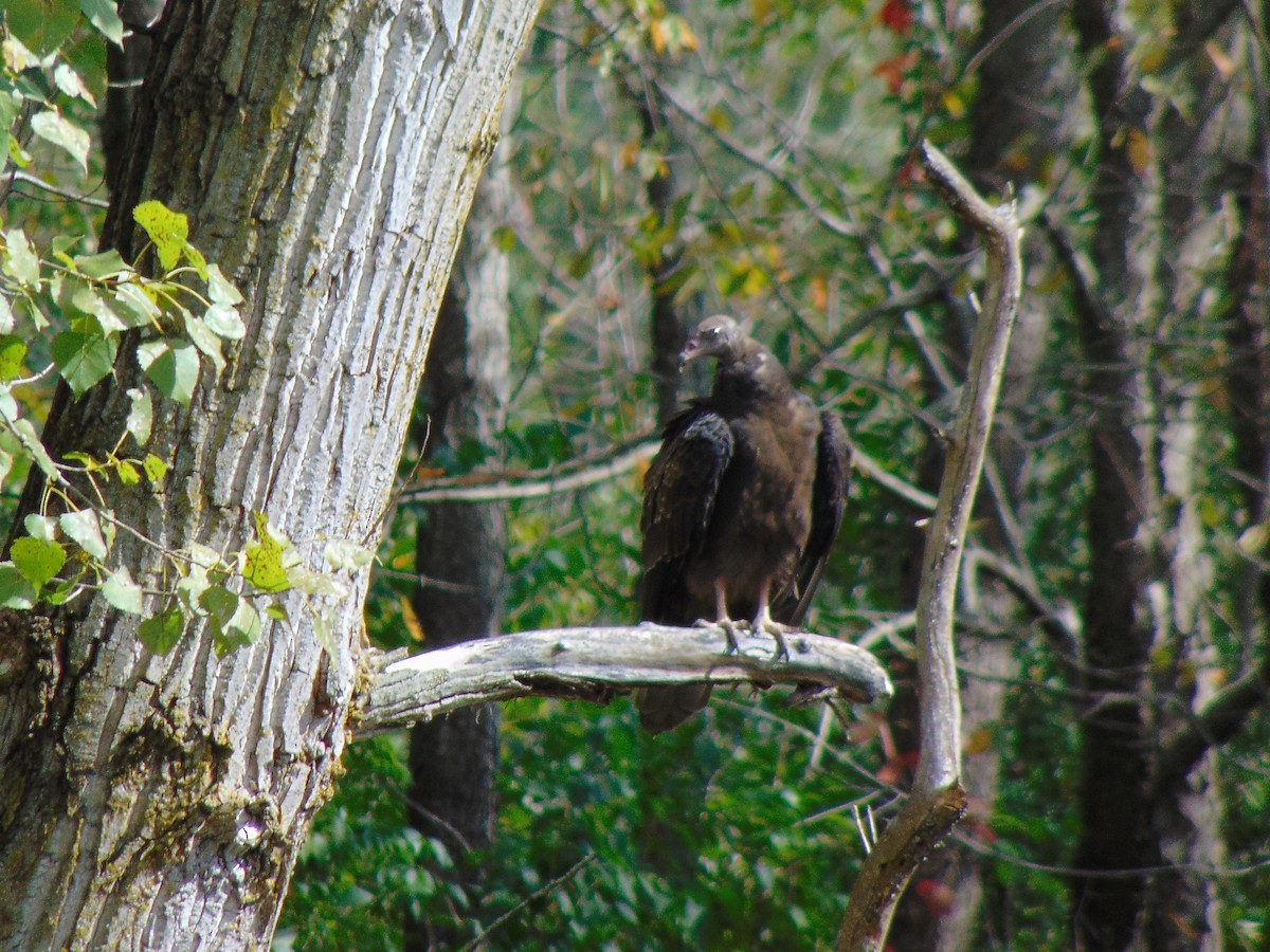 Turkey Vulture - ML377942861