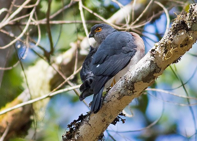 Small Sparrowhawk - ML377945041