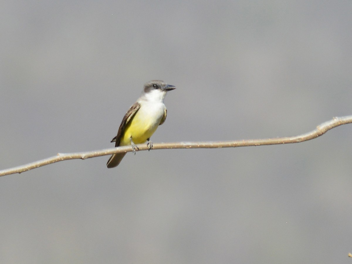 Thick-billed Kingbird - ML37794591