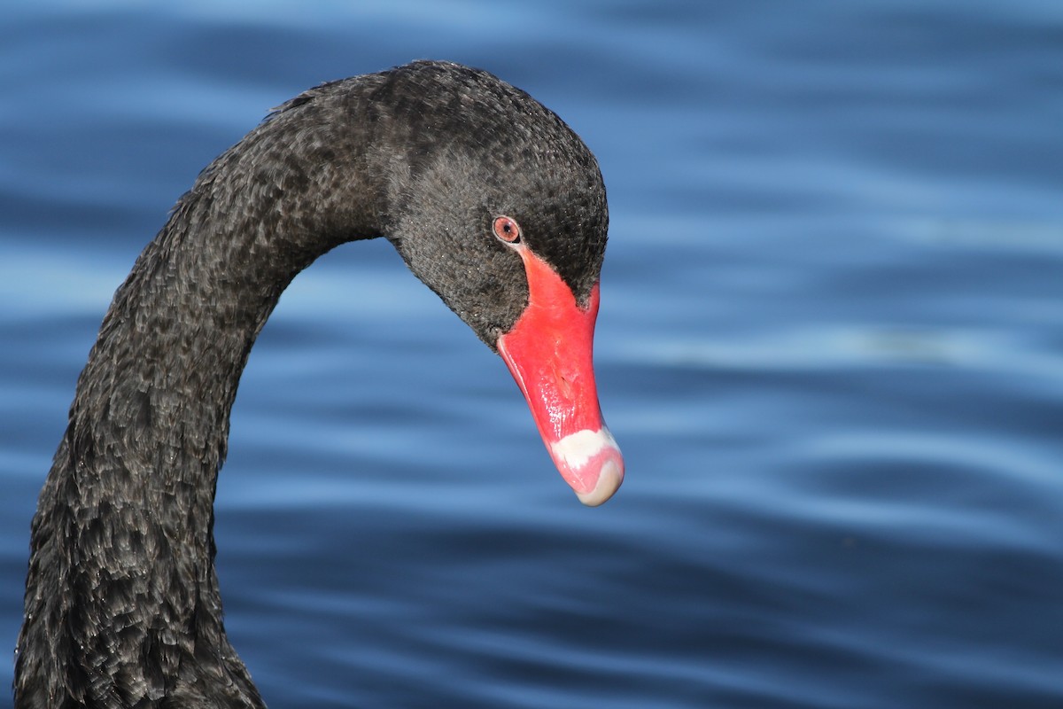 Black Swan - Chris Wiley