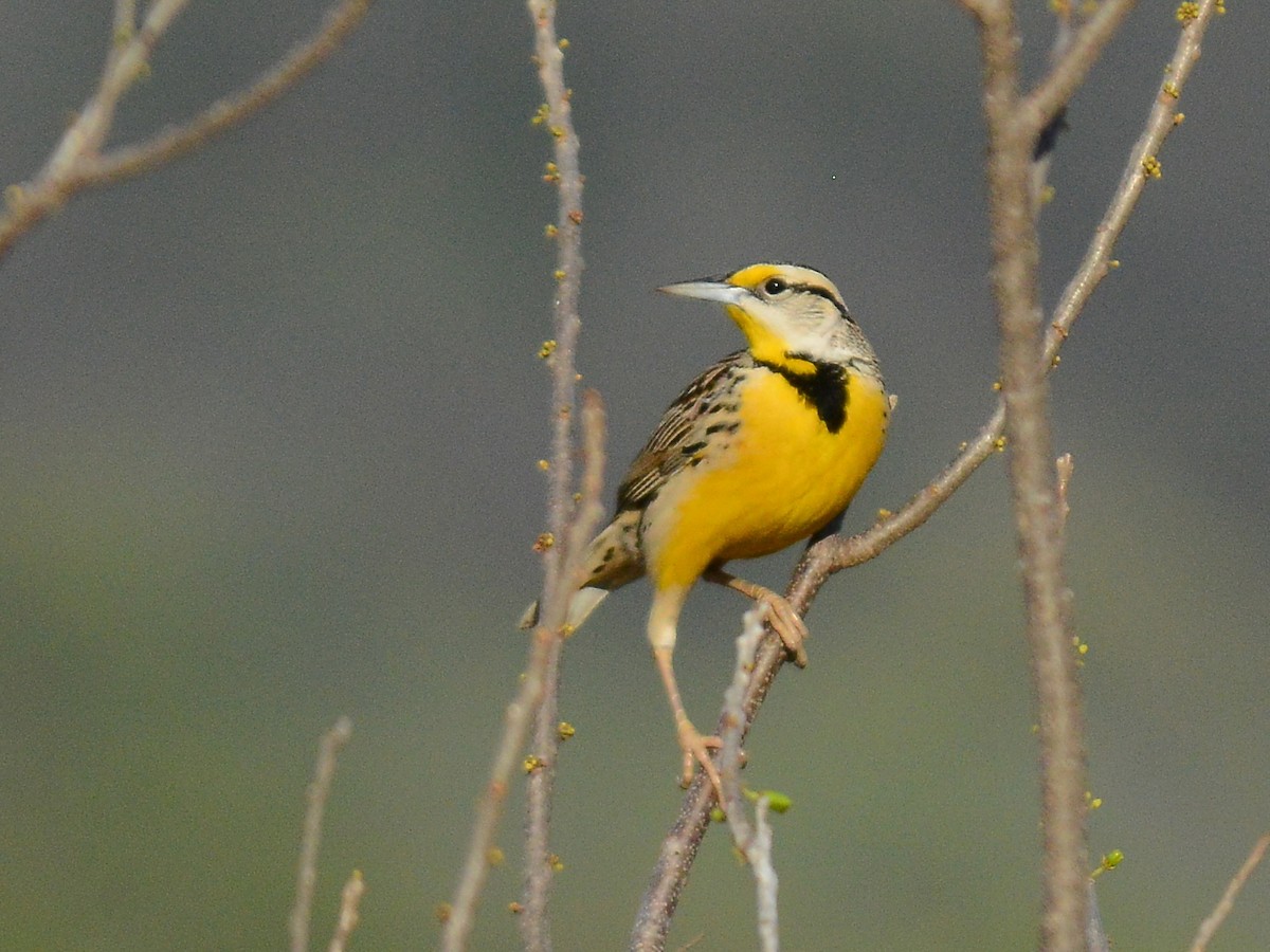 Chihuahuan Meadowlark - ML37794621