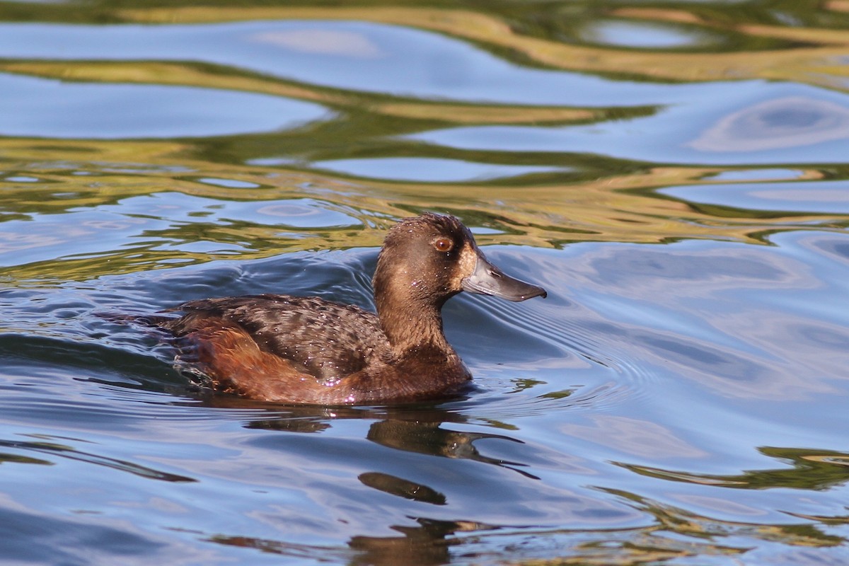 New Zealand Scaup - ML37794641