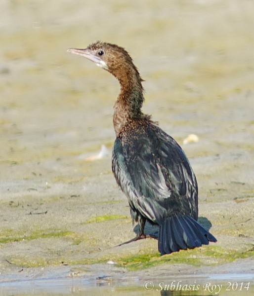 Little Cormorant - ML377948251