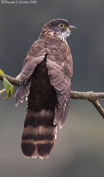 Large Hawk-Cuckoo - Pranjal J. Saikia
