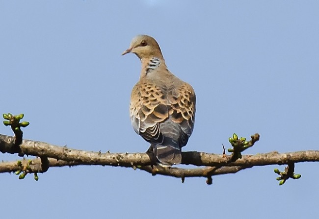 Oriental Turtle-Dove - ML377949811