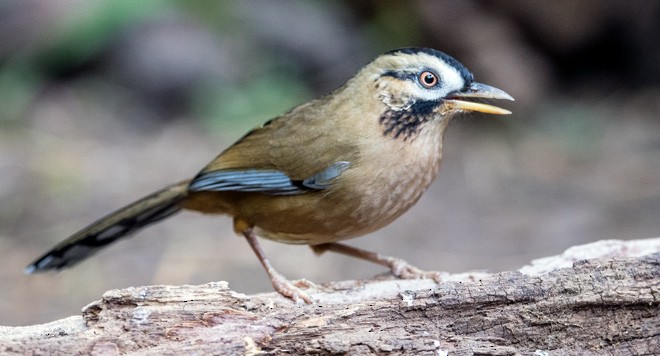Moustached Laughingthrush (Western) - ML377950451