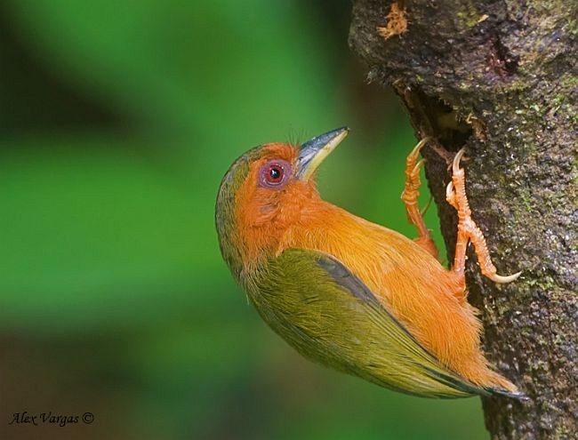 Rufous Piculet - ML377950601