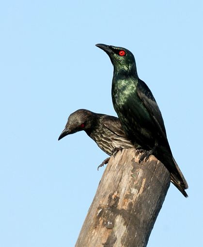 Asian Glossy Starling - ML377951481