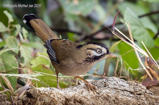 Moustached Laughingthrush (Western) - ML377951501