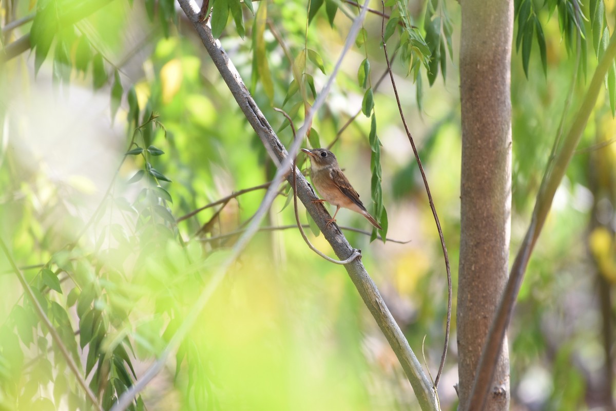 Brown-breasted Flycatcher - ML37795171