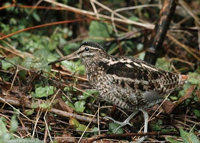 Wood Snipe - ML377951711