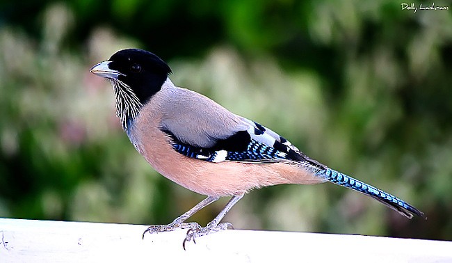 Black-headed Jay - ML377951831