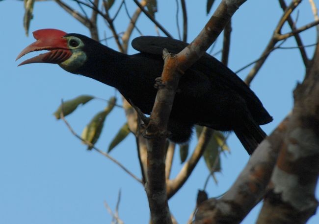 Writhe-billed Hornbill - ML377952241