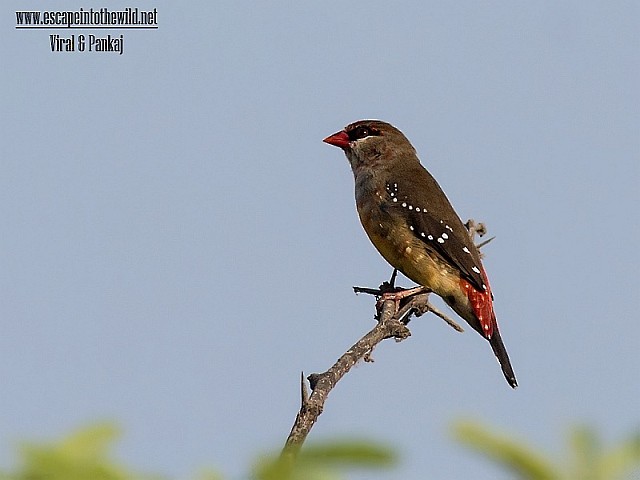 Red Avadavat (Red-bellied) - ML377953871