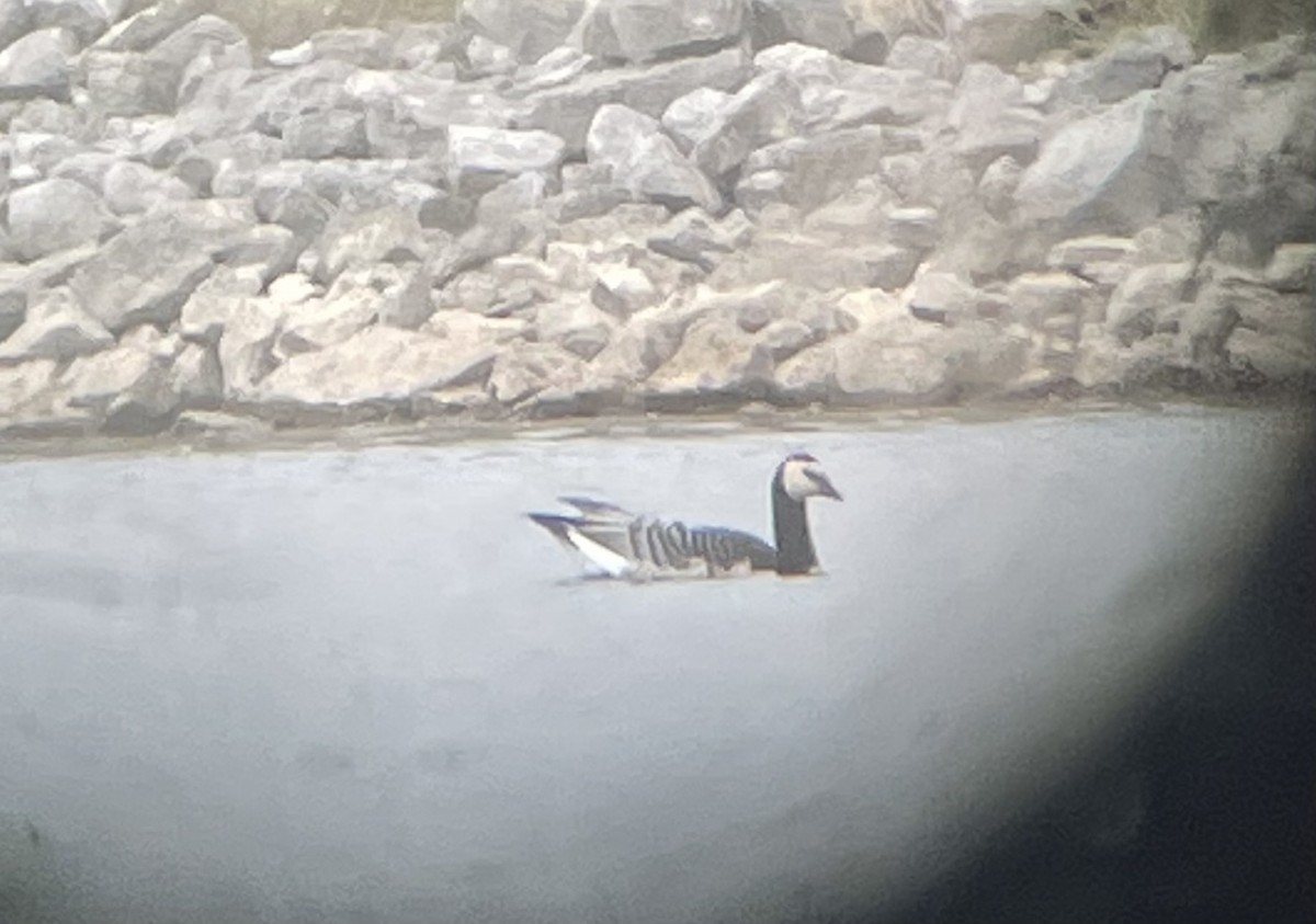 Barnacle Goose - John Roosenberg