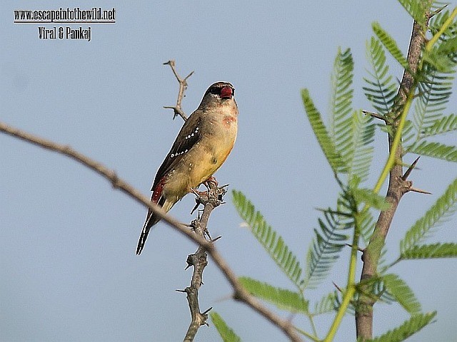 Red Avadavat (Red-bellied) - ML377954011