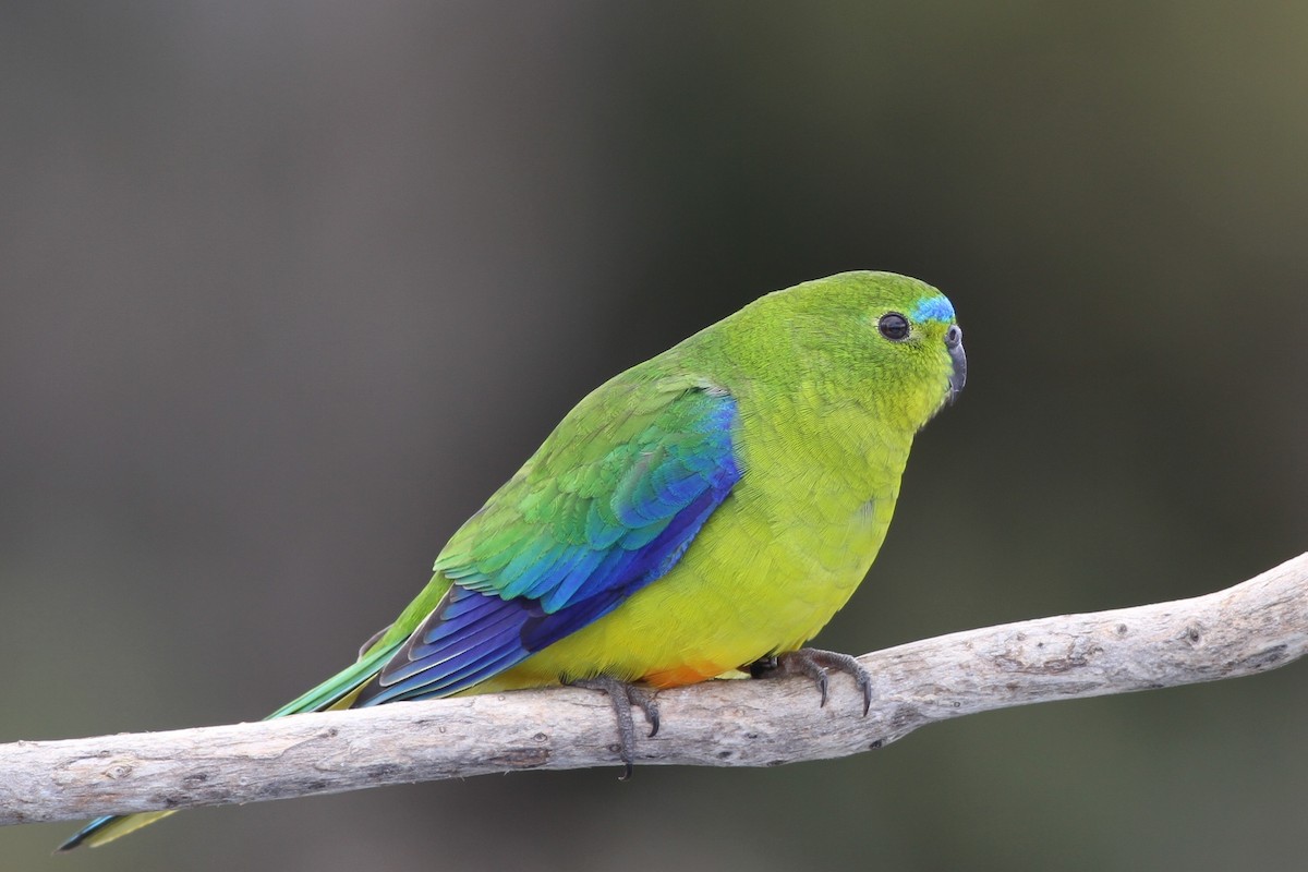 Orange-bellied Parrot - Chris Wiley