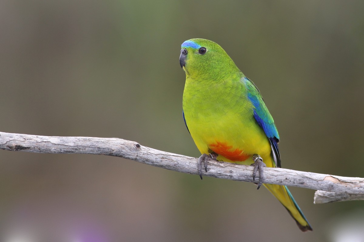 Orange-bellied Parrot - Chris Wiley