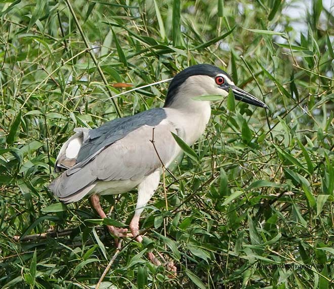 Black-crowned Night Heron (Eurasian) - ML377955261