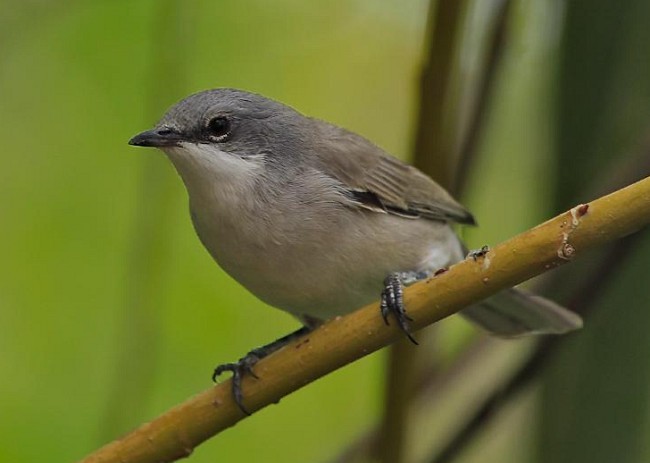 Lesser Whitethroat (Hume's) - ML377956471