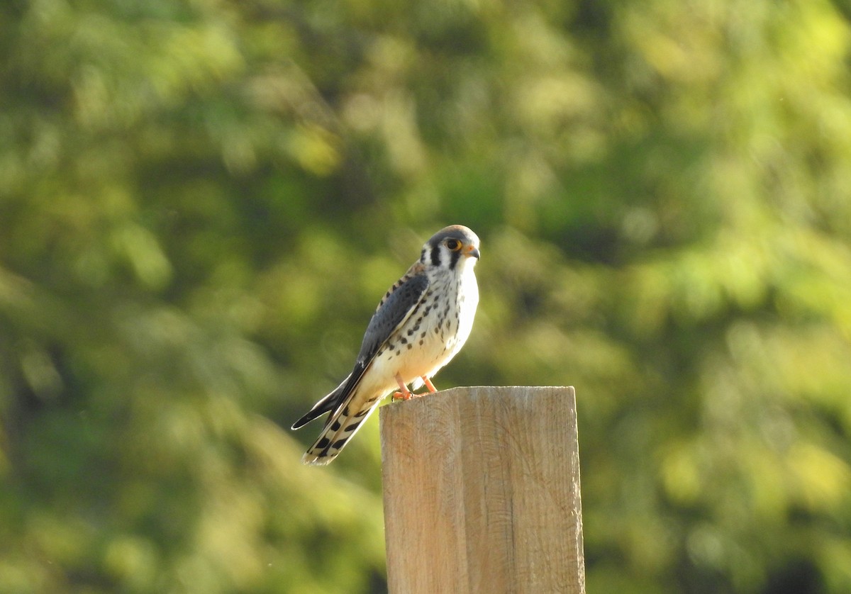 Buntfalke - ML377958501