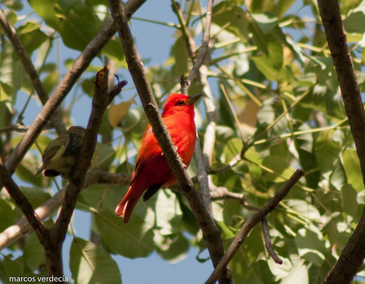 Summer Tanager - ML377958621