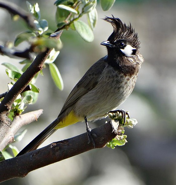 Bulbul à joues blanches - ML377958941