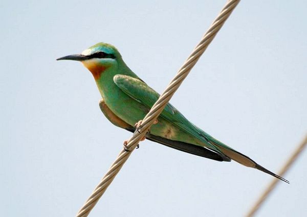 Blue-cheeked Bee-eater - ML377959871