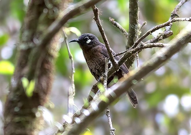 White-eared Myza - Sam Woods