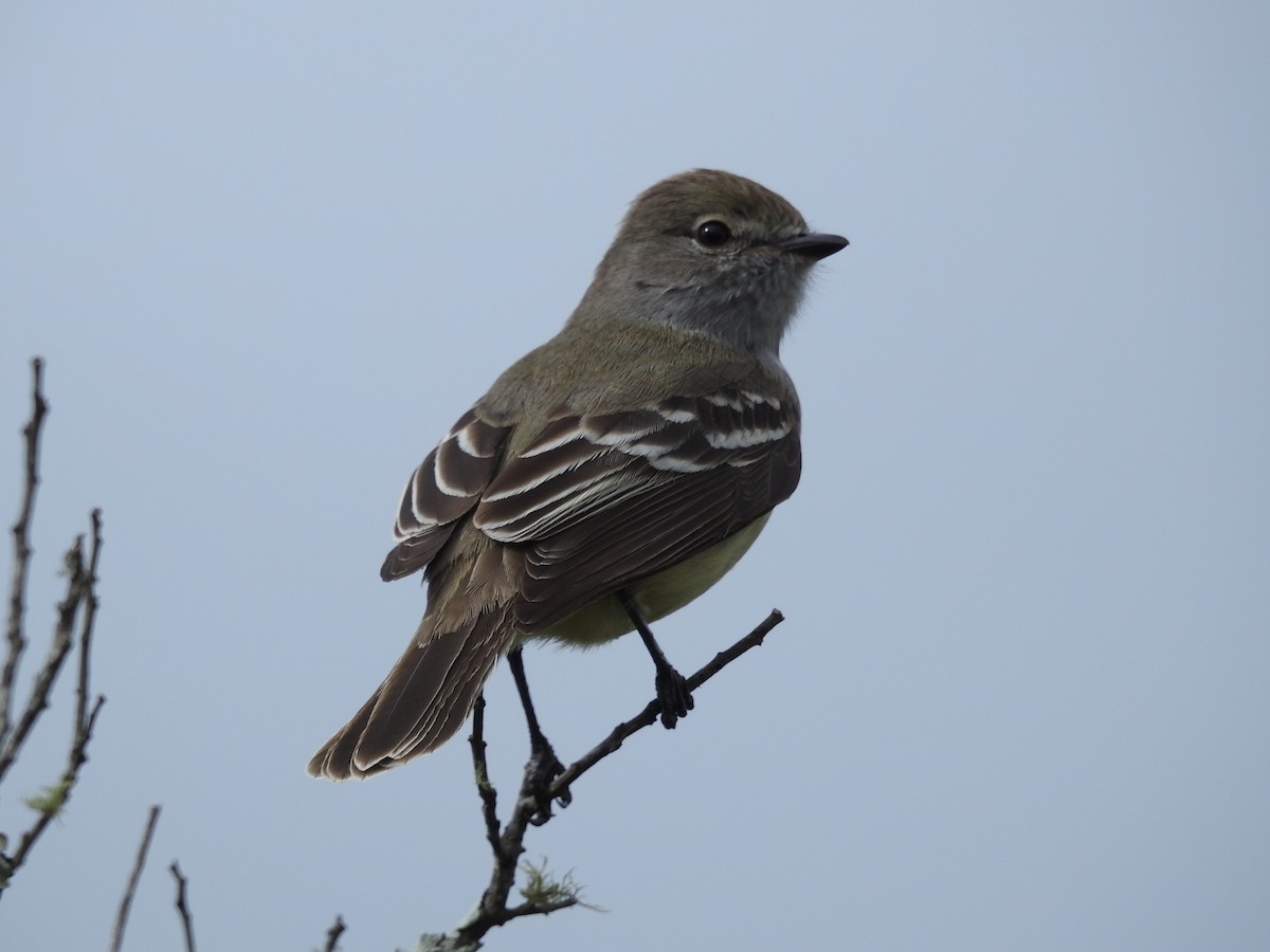 Southern Scrub-Flycatcher - ML377960891