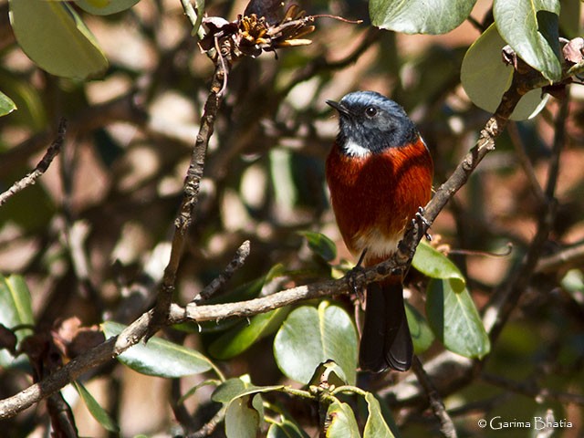 White-throated Redstart - ML377961301
