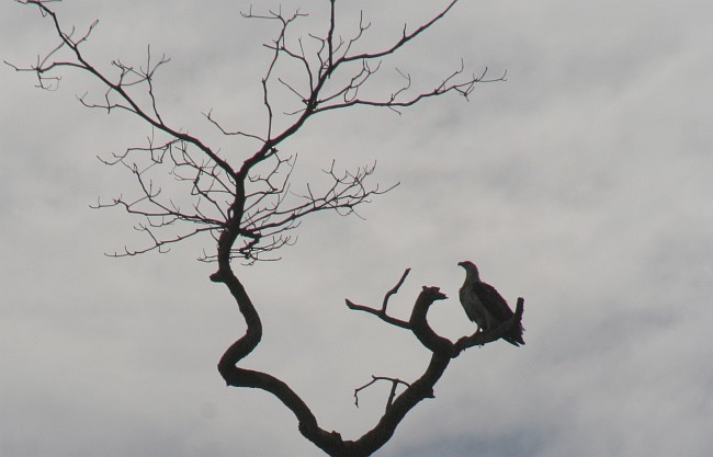White-bellied Sea-Eagle - ML377962351