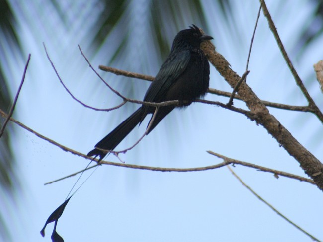 Greater Racket-tailed Drongo - ML377962381