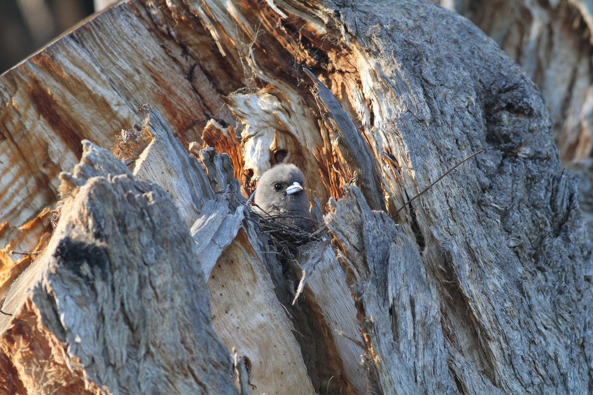 Dusky Woodswallow - Chris Wiley